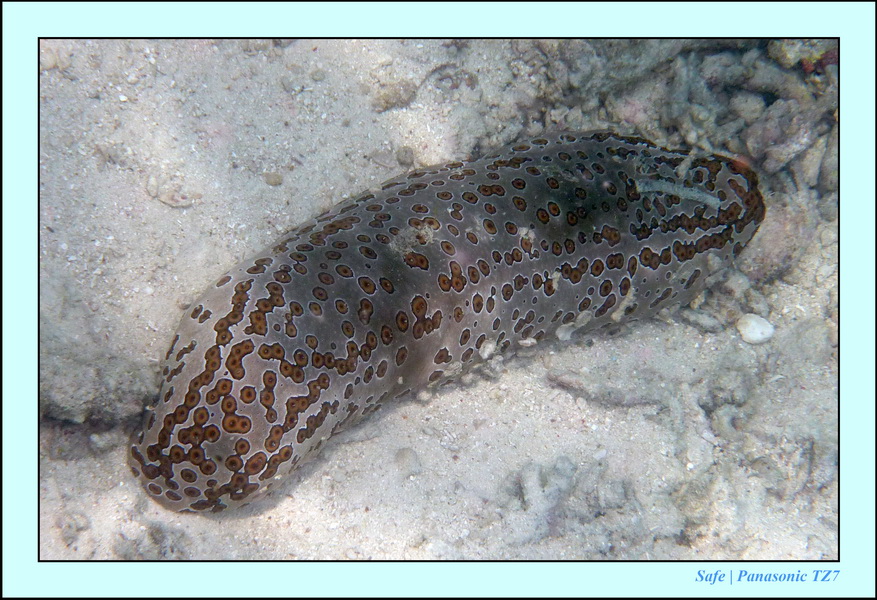 2009    07   Kapalai 23